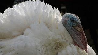 Thanksgiving Is A Day Of Giving Thanks